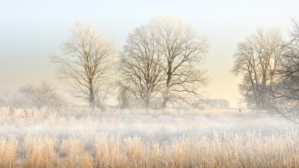 Winter morning landscape