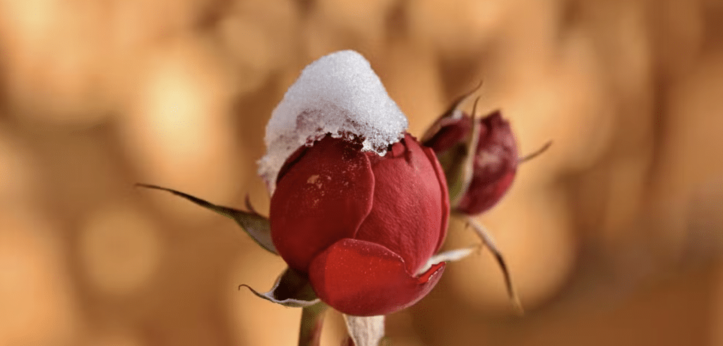 Rose with snow on it | Image: Ralph from Pixabay