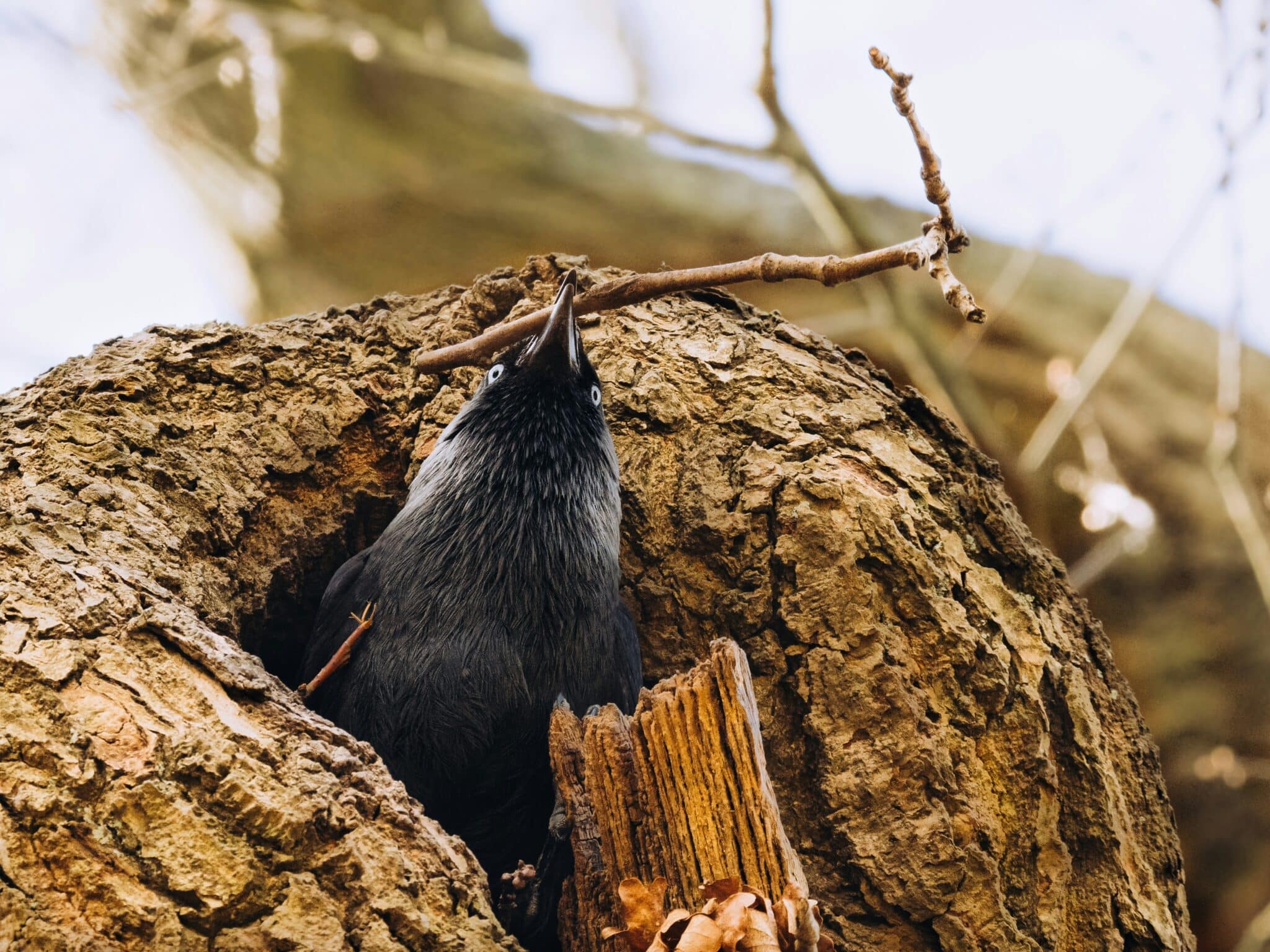 Crow's Nest | Photo by Pauline Bernfeld on Unsplash