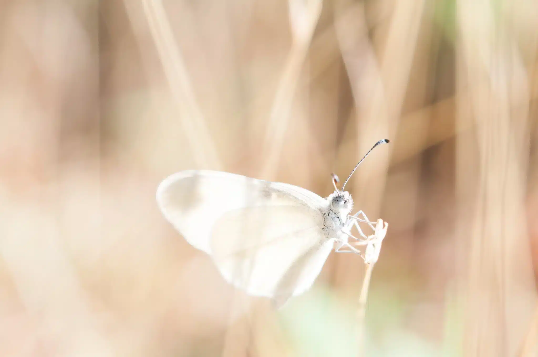 Jesus and the moth