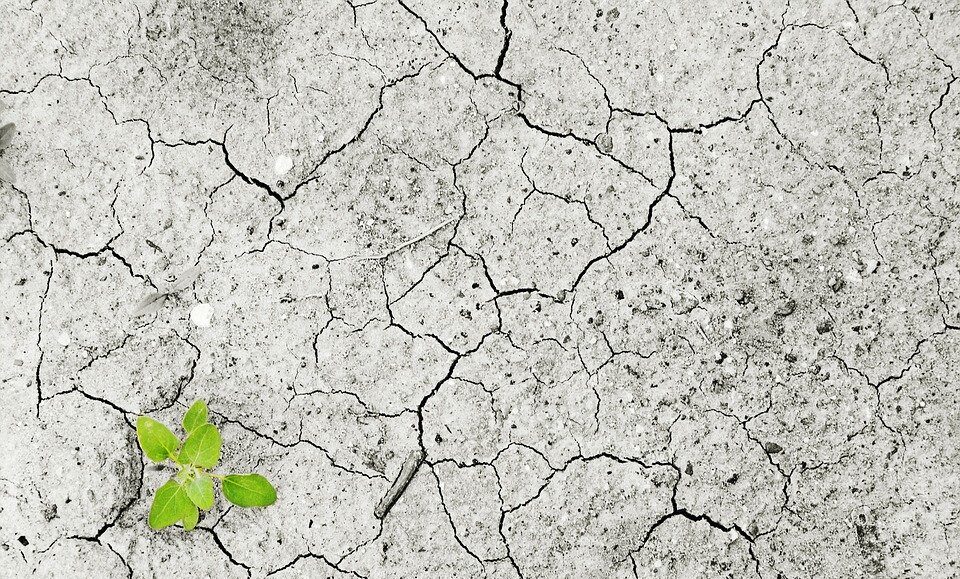 plant poking through dry soil