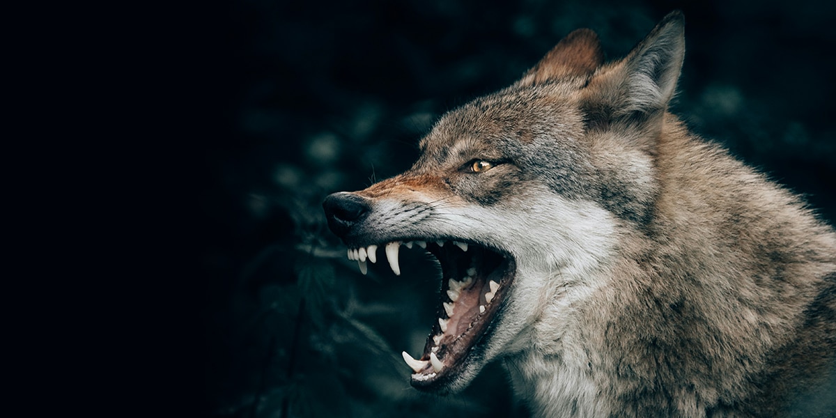 wild wolf showing his teeth