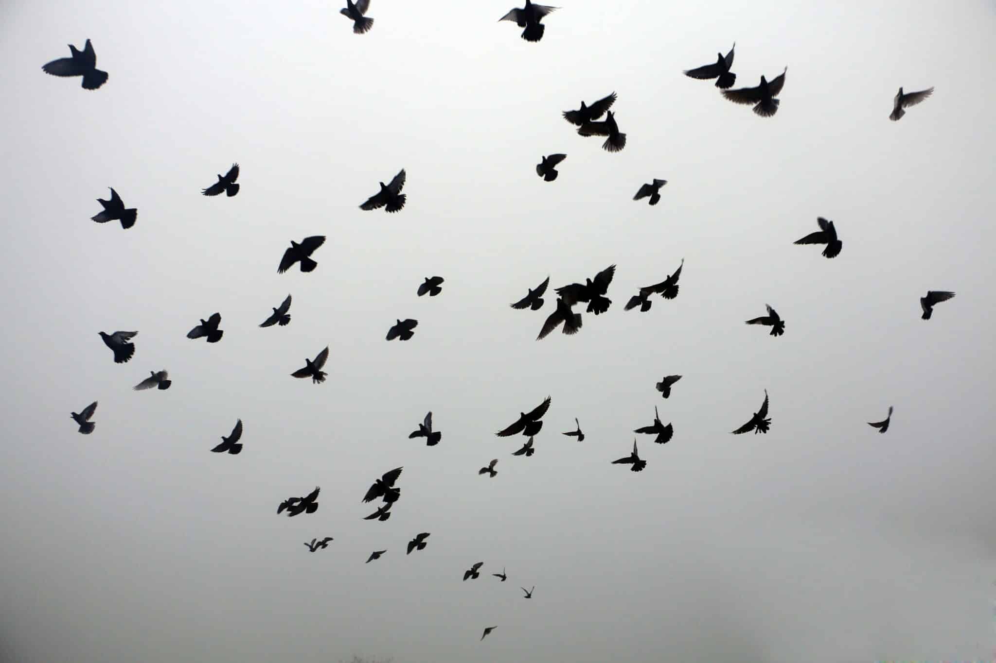 birds flying all over the damn place | Photo by Ekaterina Novitskaya