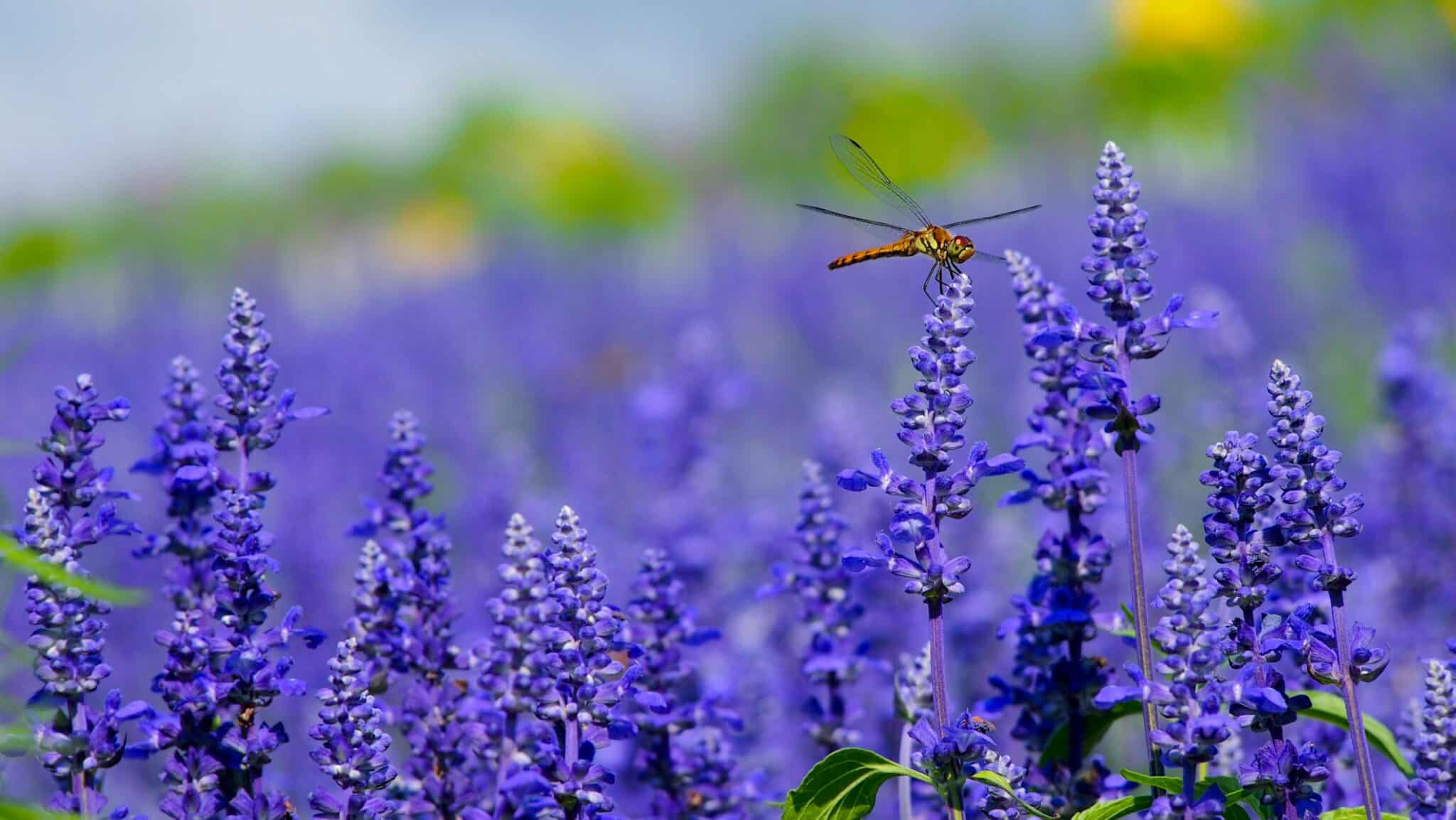 dragonfly on lavendar | Photo by HISANARI KUNIMOTO on Unsplash