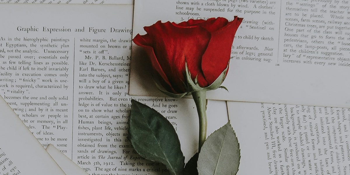 Rose on paper