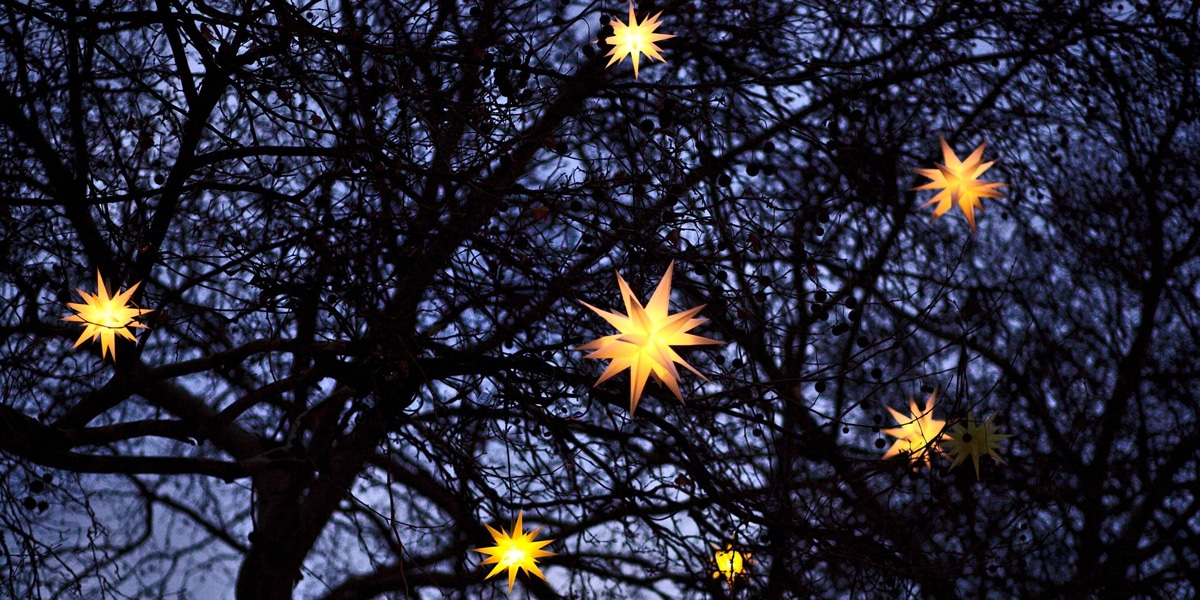 Tree with stars at night