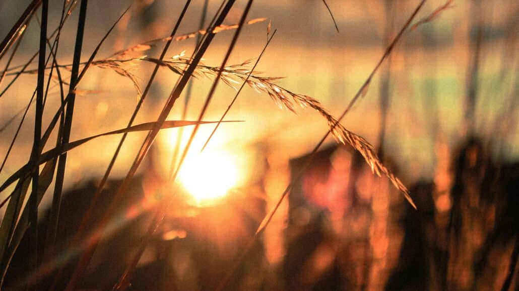 wheat field | Photo by Rose Erkul on Unsplash