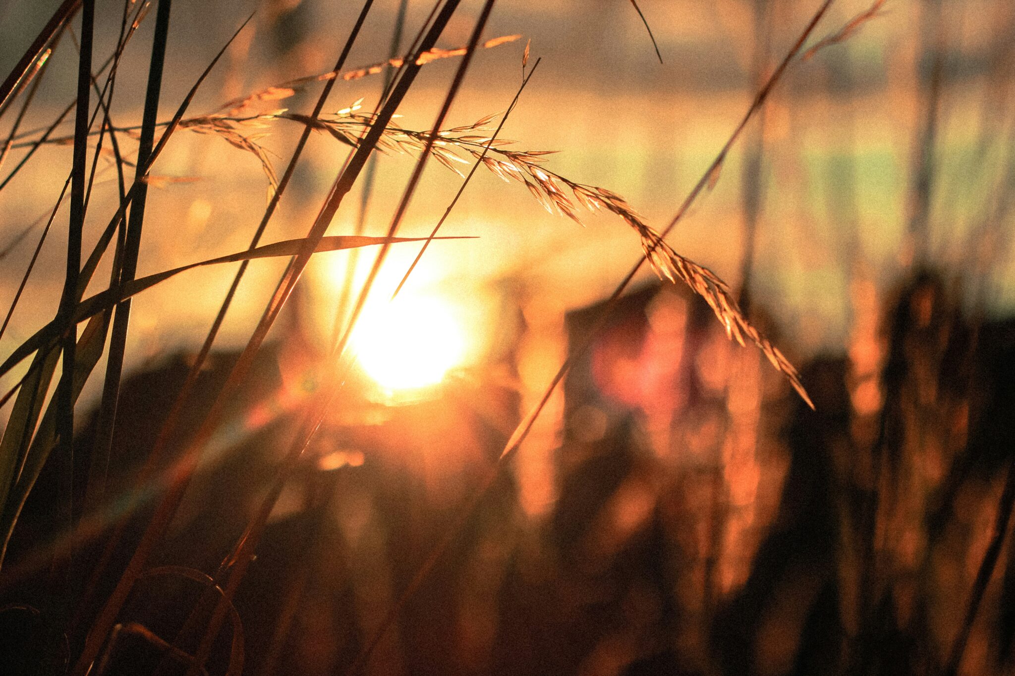 wheat field | Photo by Rose Erkul on Unsplash
