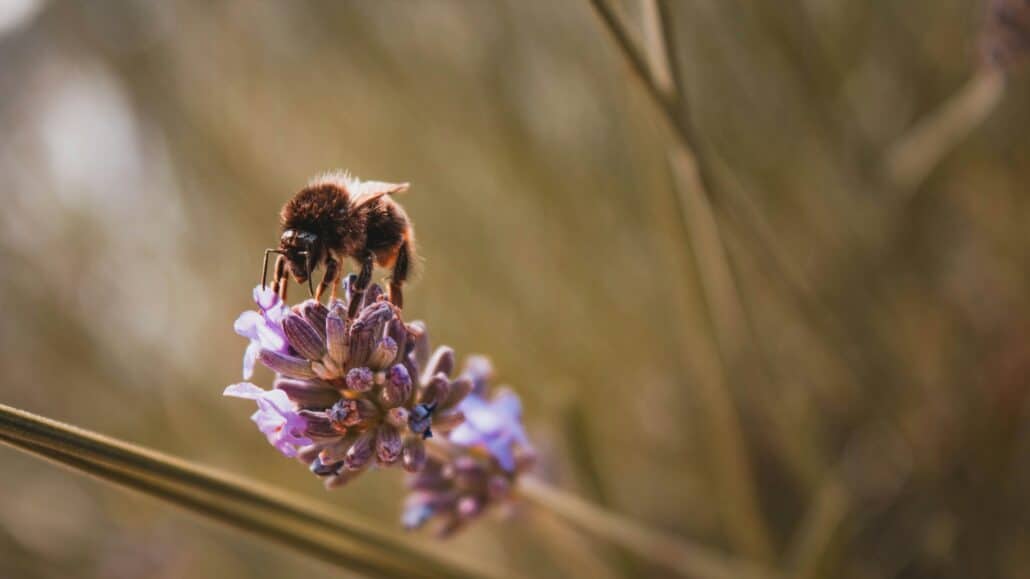 Bee on a flower | Photo by Sara Kurfeß on Unsplash