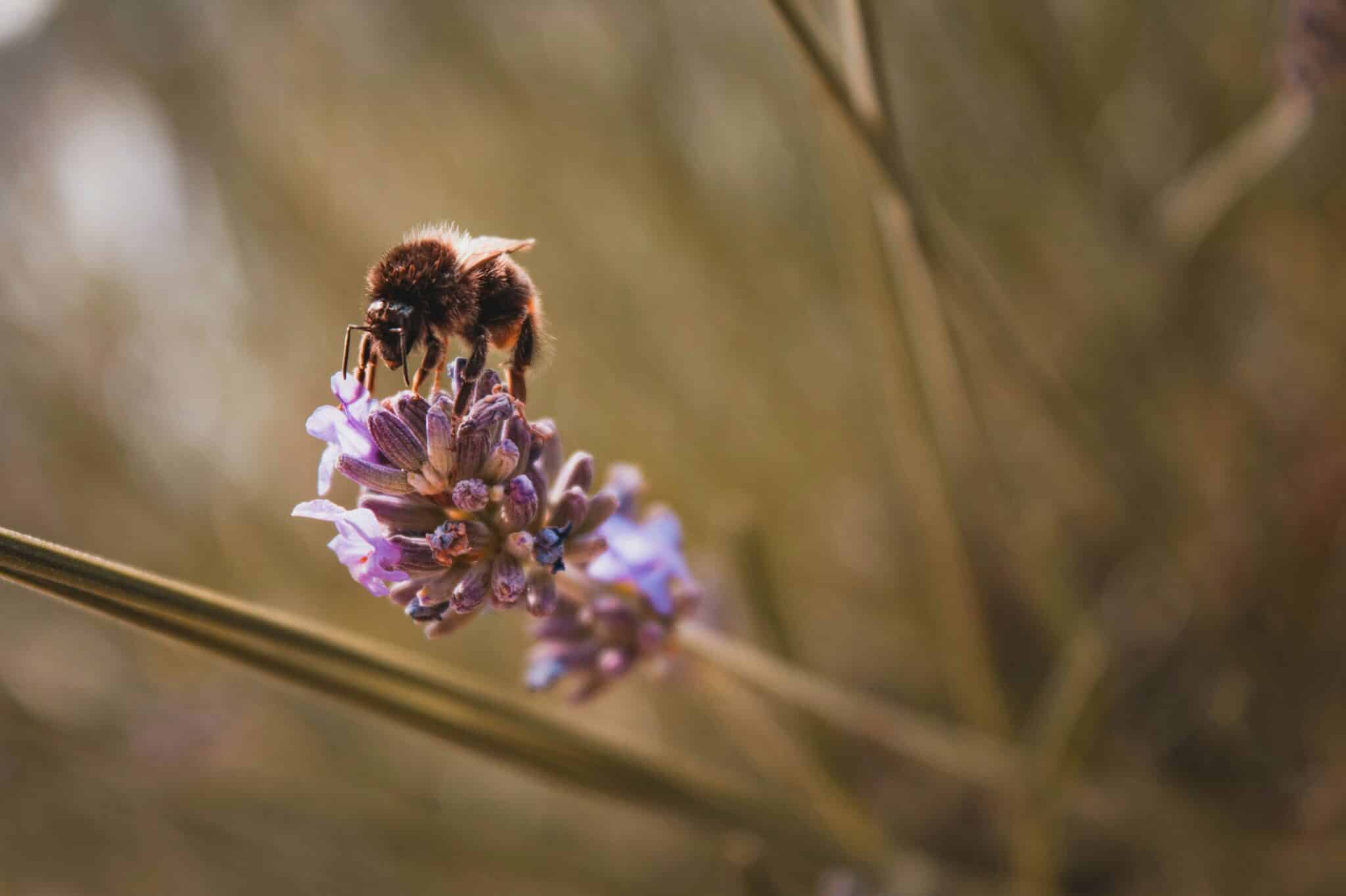 Bee on a flower | Photo by Sara Kurfeß on Unsplash