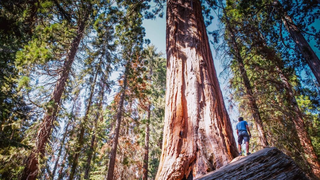 Man stands before a tree