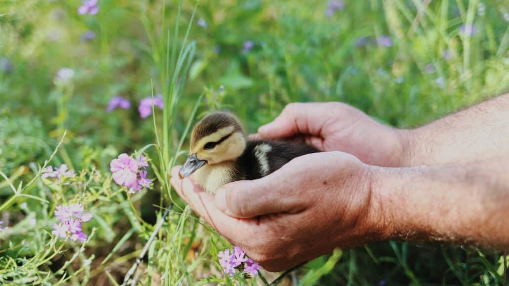 holding a baby duck | Photo by Amy Humphries on Unsplash