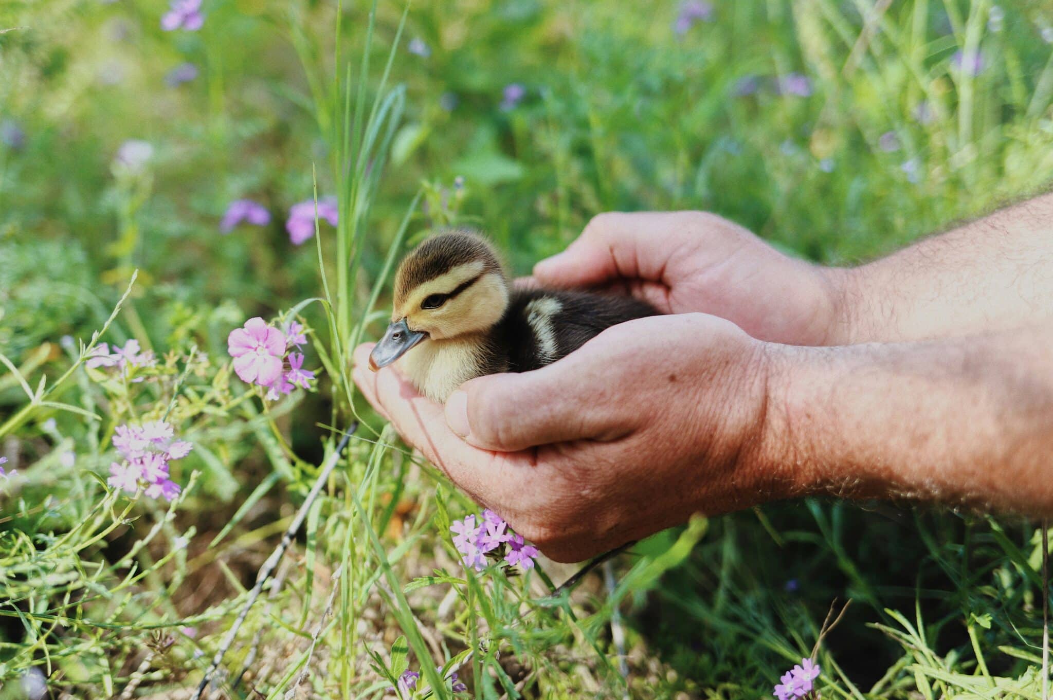 holding a baby duck | Photo by Amy Humphries on Unsplash