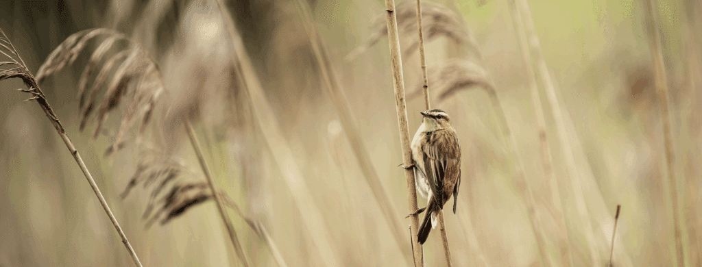 Bird chirping | Photo by Alfred Kenneally on Unsplash

