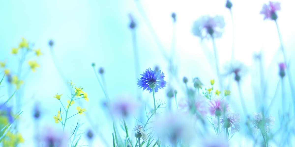 Spring flowers in the breeze