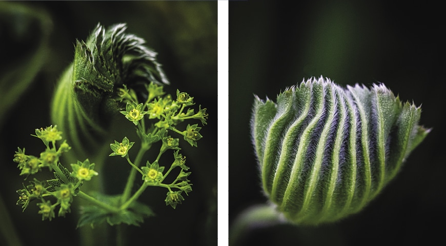 beautiful green plants