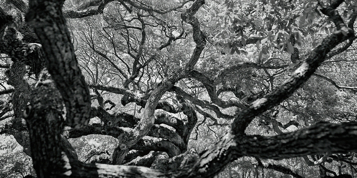 Old tree with long branches