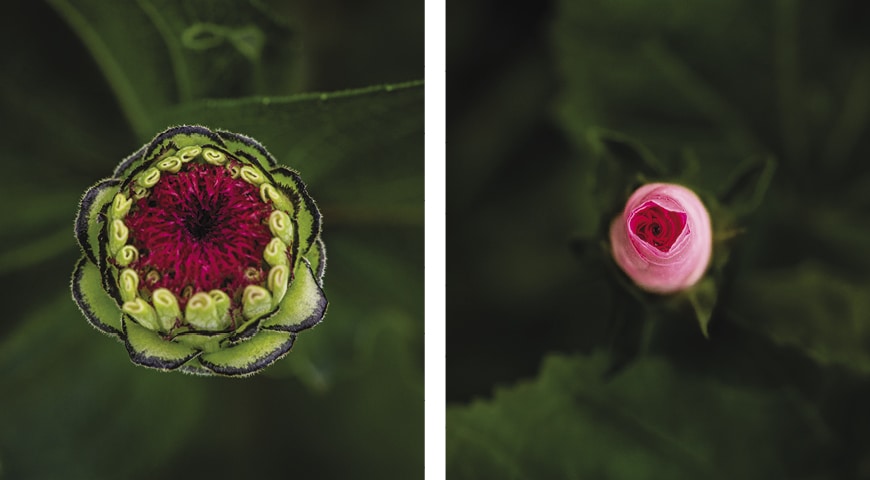 pink and red flowers