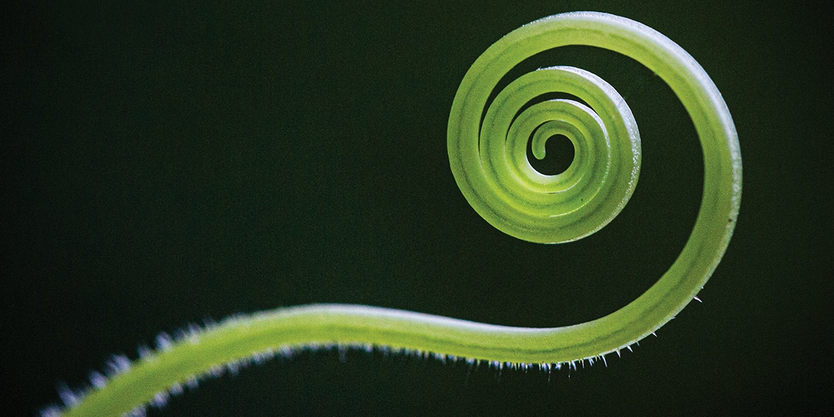 tendril of a plant curled up