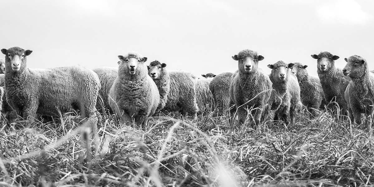 sheep eating hay