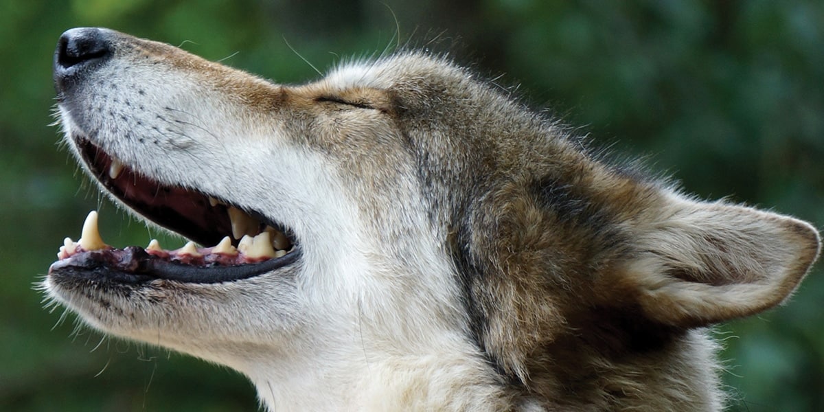 Wolf basking in the sun