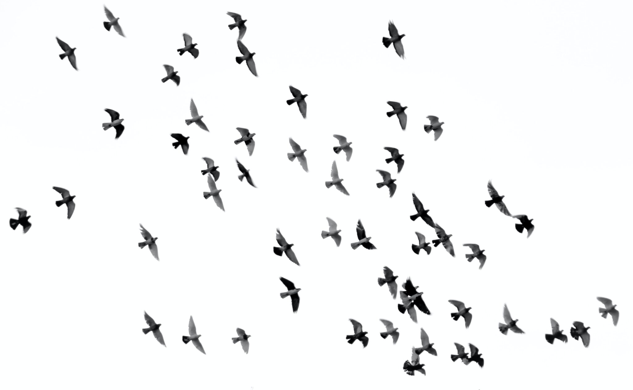 Birds flying together