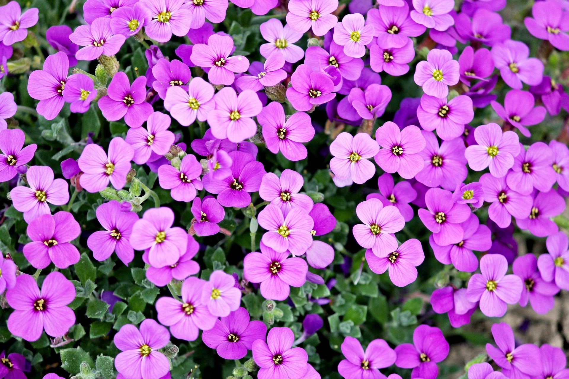 Purple flowers from above