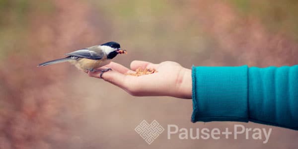 Person with a bird eating out of their hand