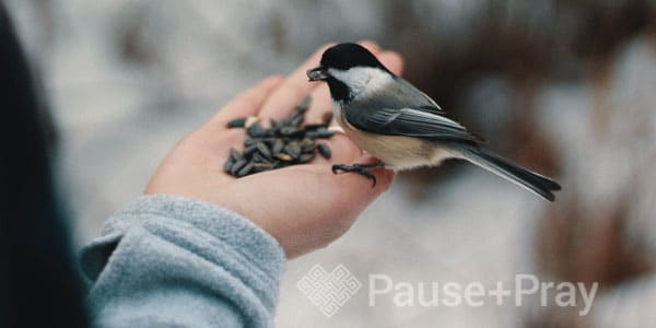 Bird eating seeds out of someone's hand