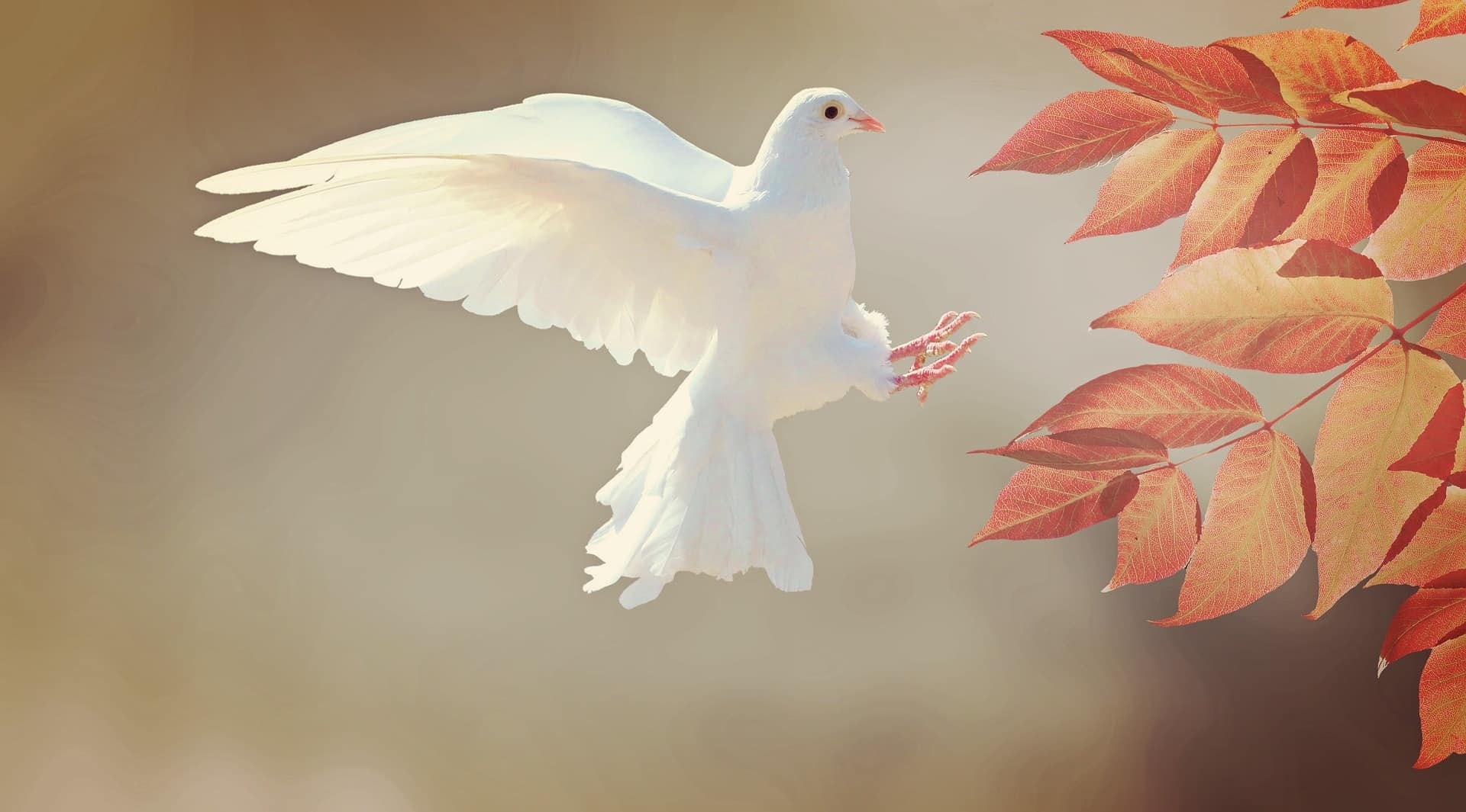 Dove flying and grabbing a leaf