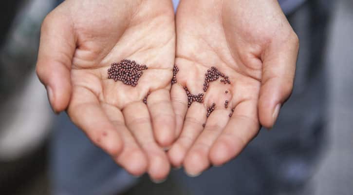 Hands holding mustard seeds