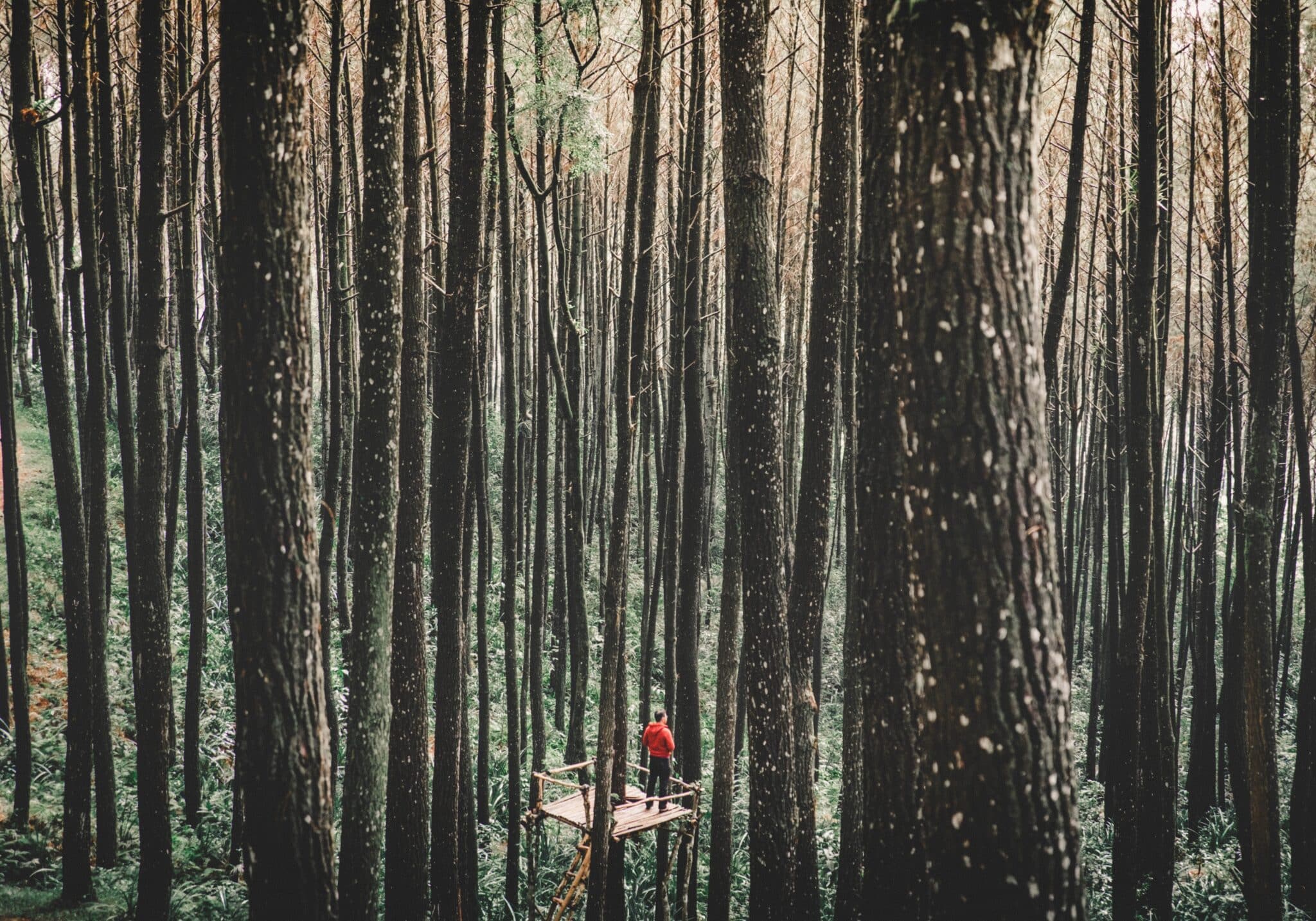 Person in a treehouse in a forest