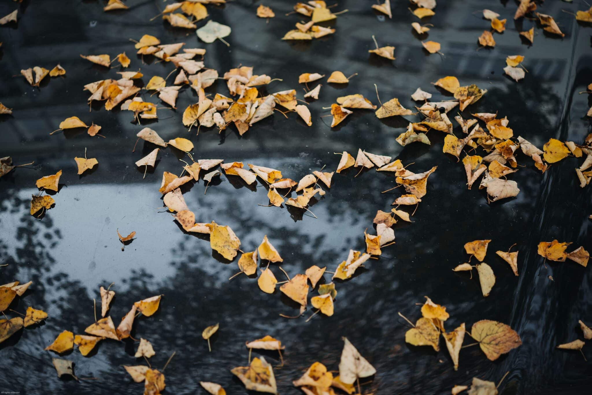 Leaves in the shape of a heart