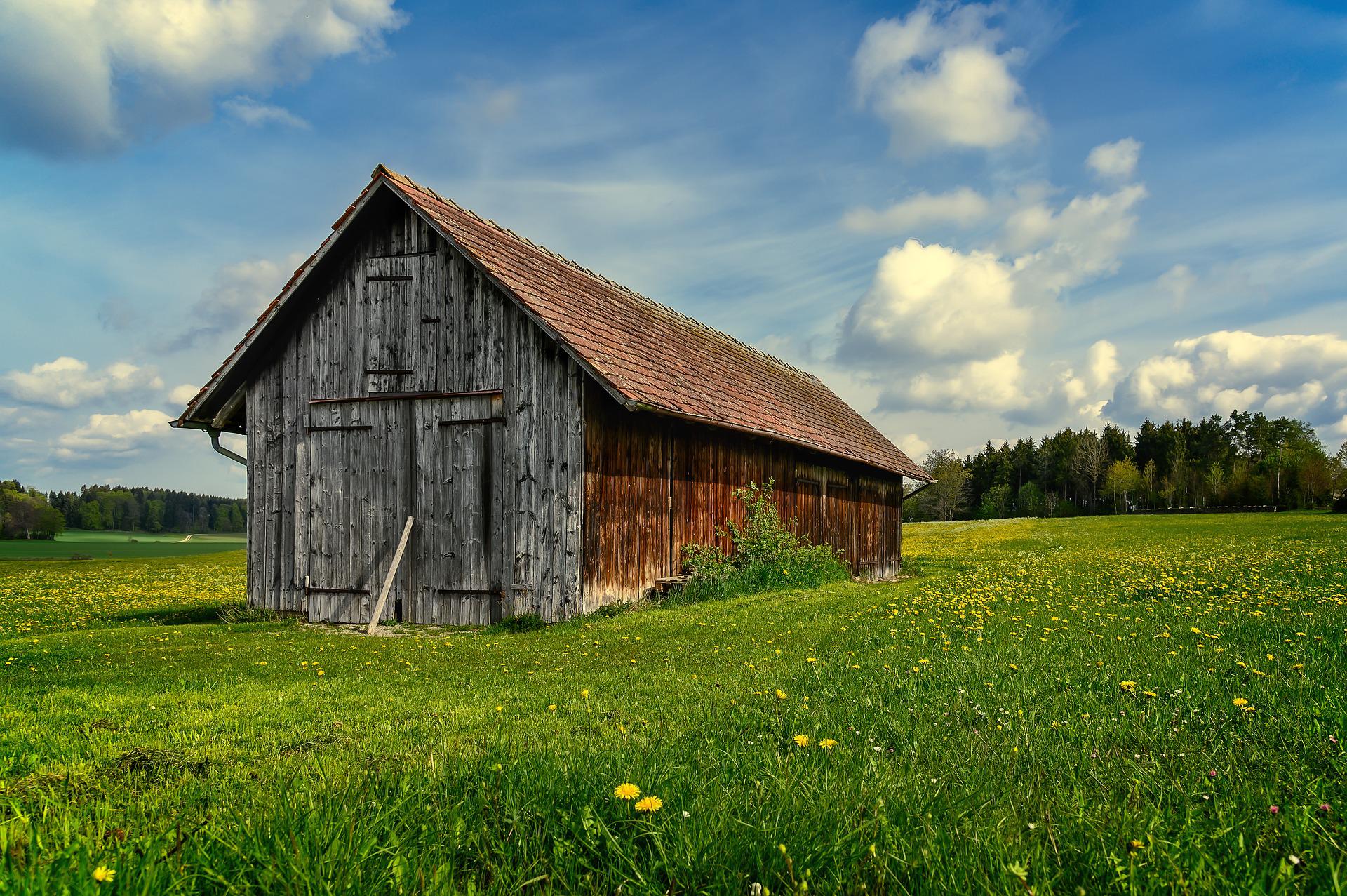 Old wood barn in a green field with flowers