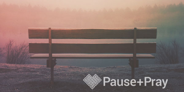 Empty bench facing a view of a forest