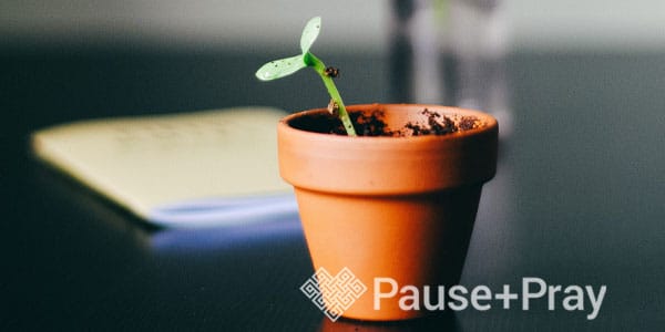 Young plant in a very small pot