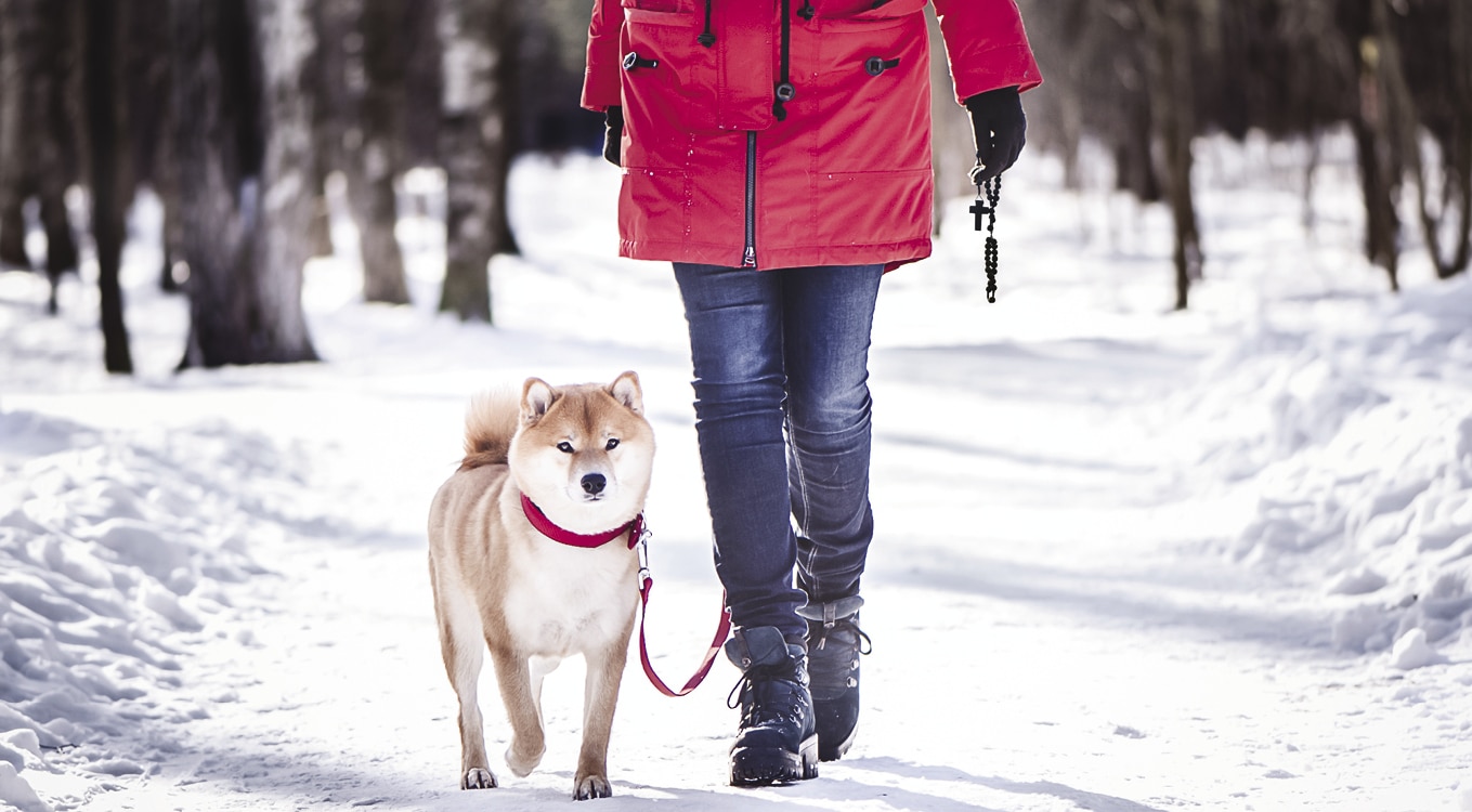 Person walking a dog in the winter