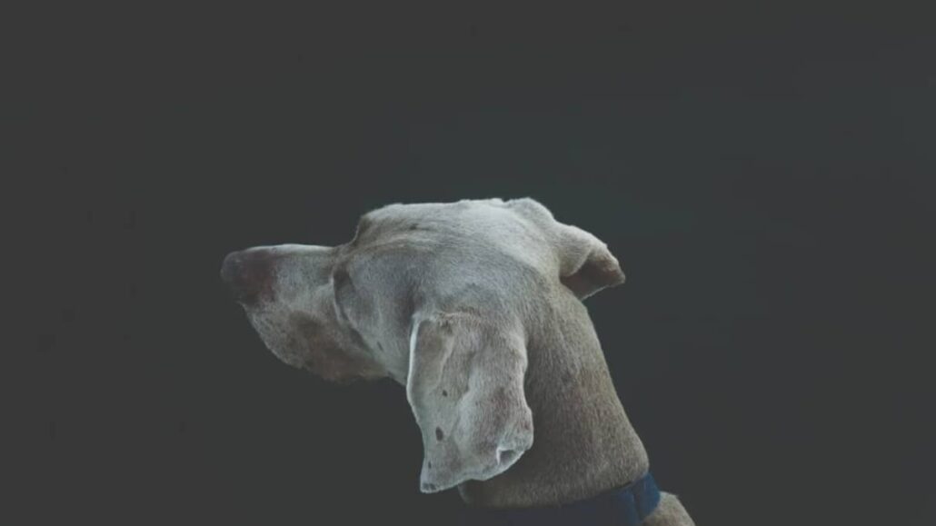 Weimaraner dog looking to the left