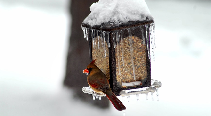Cardinal sitting on a frozen birdhouse