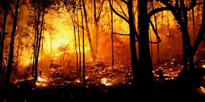 Forest on fire at night