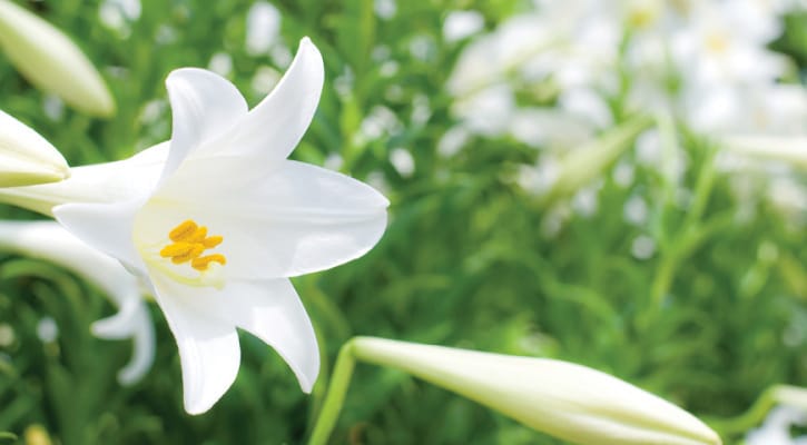 Open white flower
