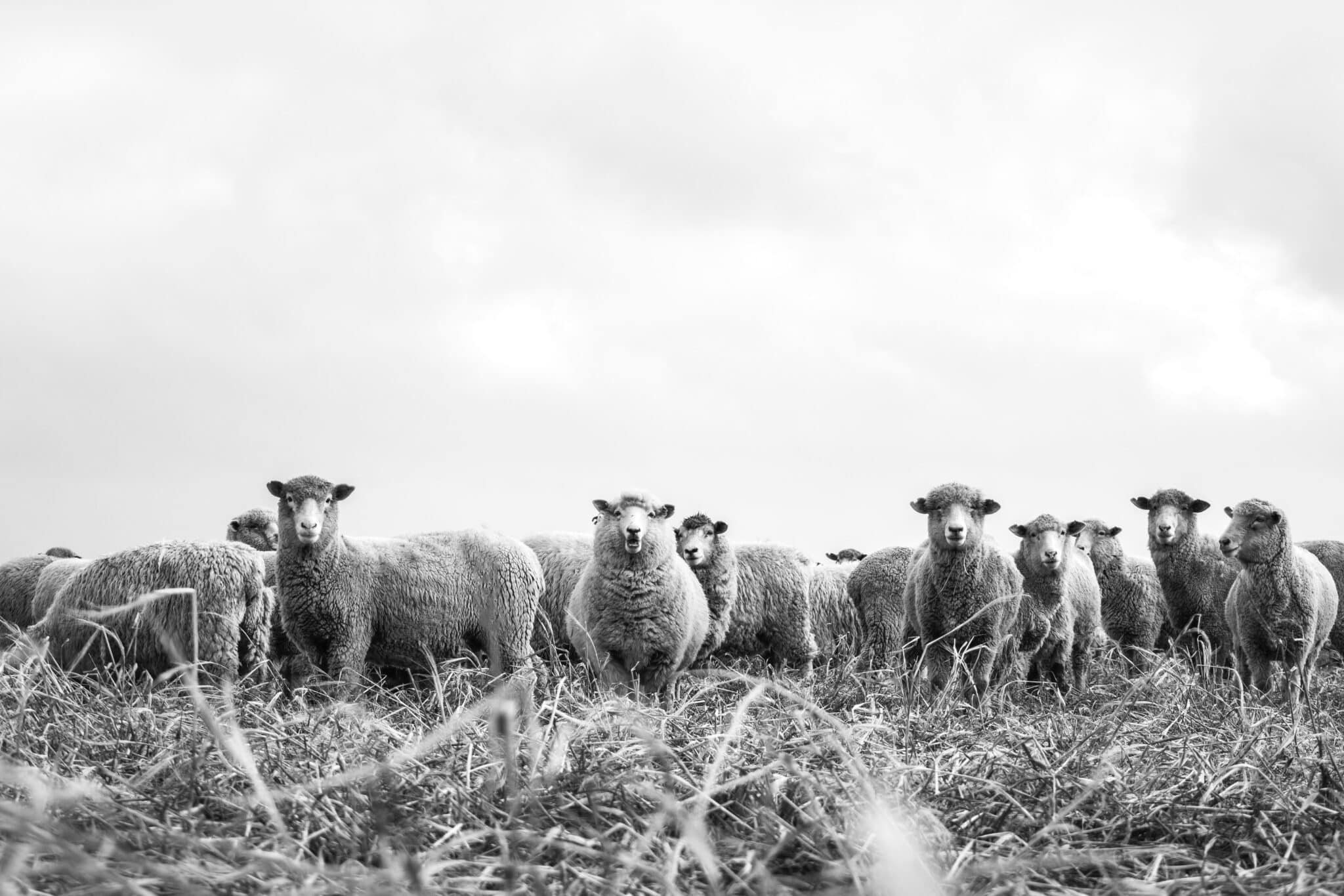 Field of sheep eating hay and looking at the camera
