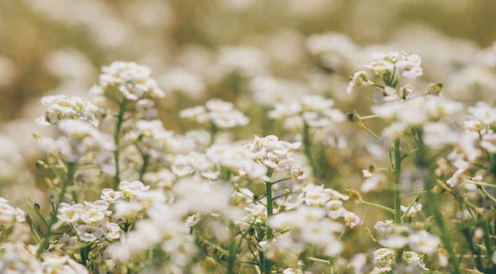 Field of white flowers