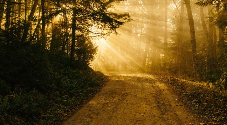 Sun streaming on dirt path