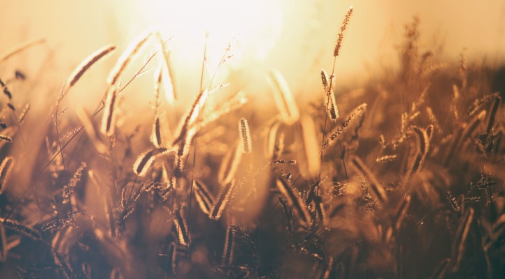 Wheat in a field