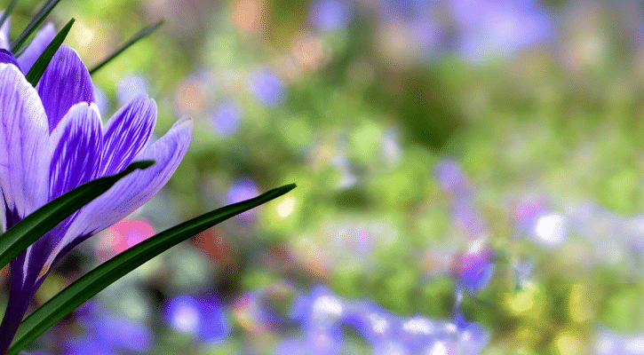 Purple flower in a field