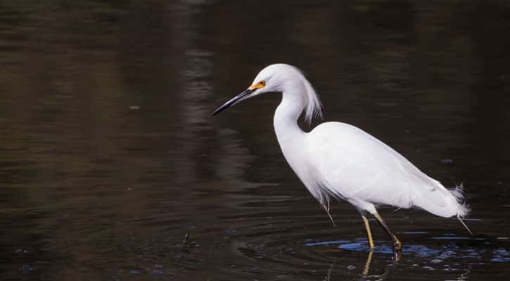 Snowy egret standing in water