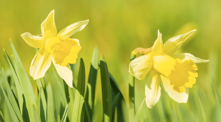 Yellow daffodils in a field