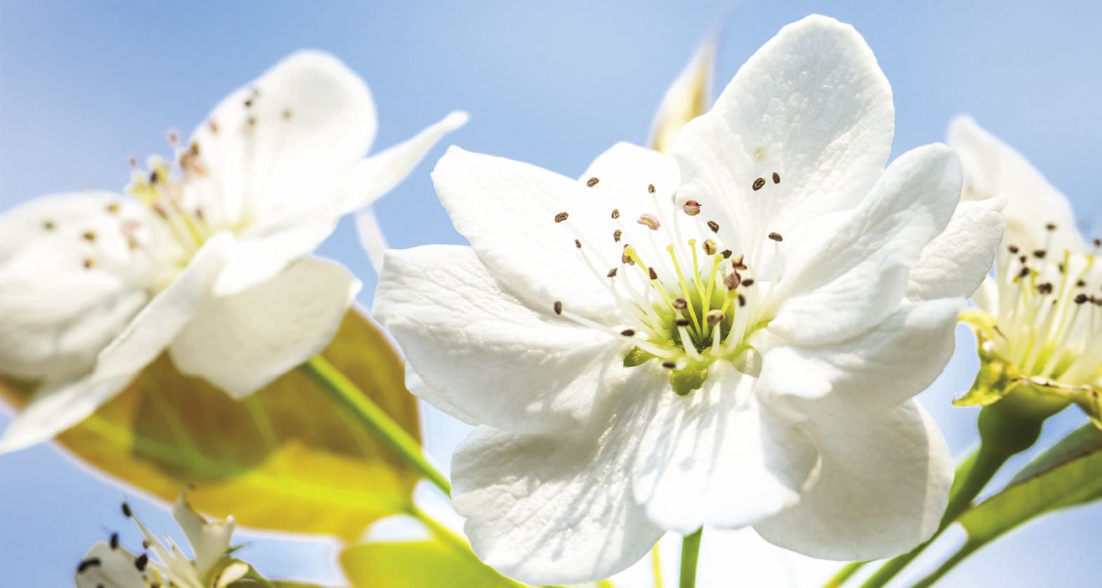 flowers bloom in the sun