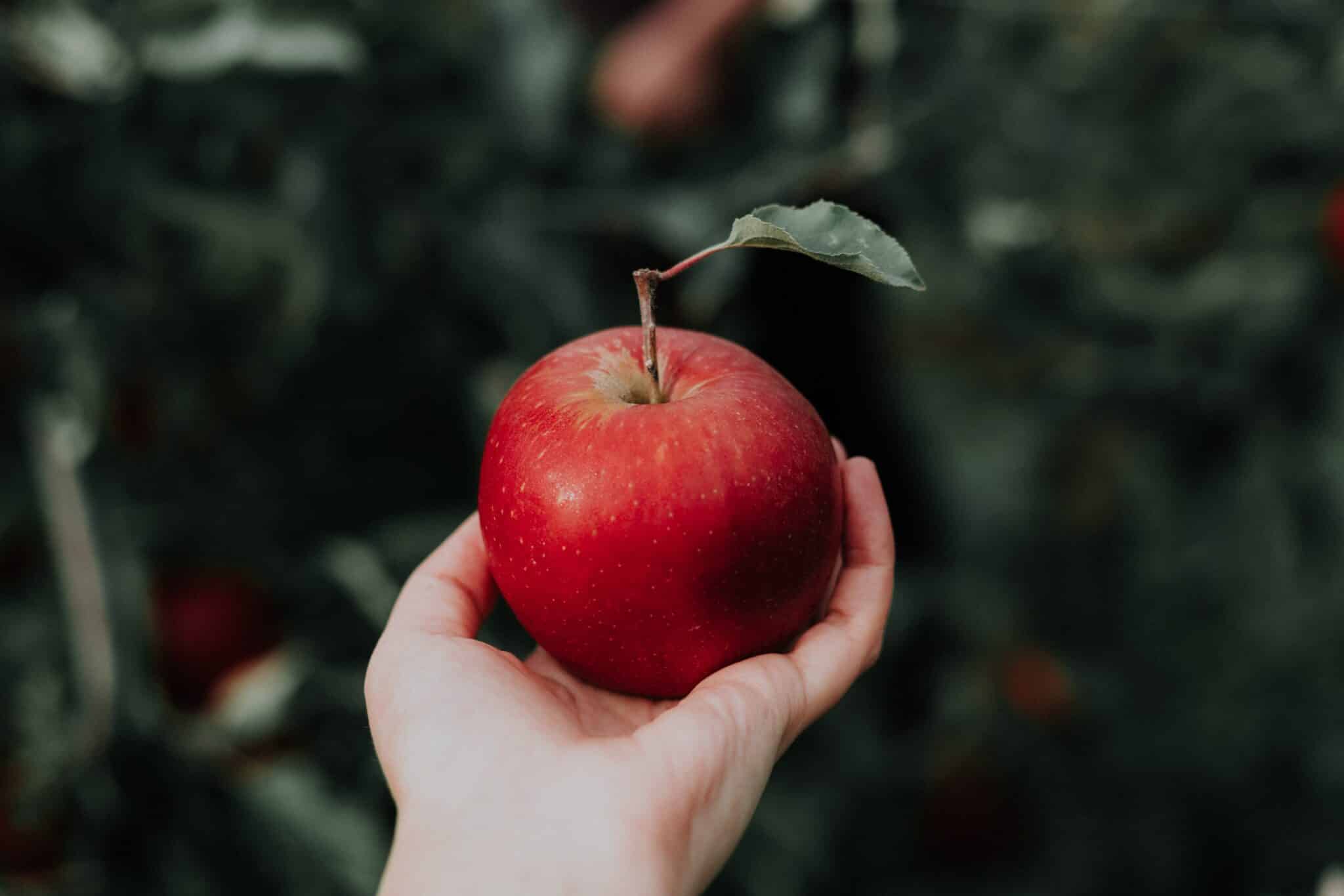 Holding an apple | Photo by Priscilla Du Preez on Unsplash